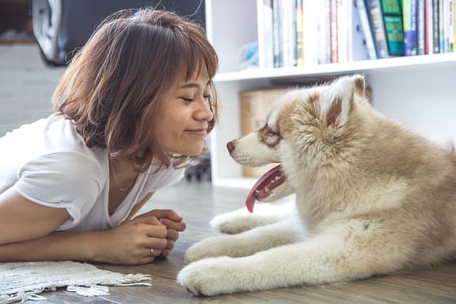 犬と人